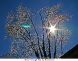246  Sun Through The Icy Branches.jpg