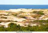 266  Sand On The Provincelands.jpg