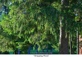 056  Dripping Pines.jpg