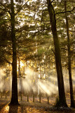 Rays of a New Day