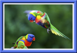 Rainbow Lorikeet