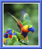 Rainbow Lorikeet