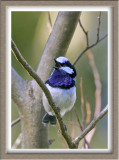 Blue Wren