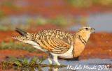 Pin-tailed Sandgrouse