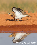 Pin-tailed Sandgrouse
