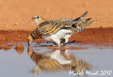 Pin-tailed Sandgrouse