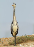 Grey Heron