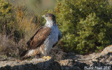 Bonellis eagle male