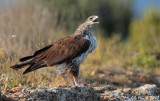 Bonellis eagle female