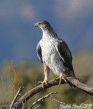 Bonellis eagle male