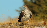 Bonellis eagle female