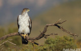 Bonellis eagle male