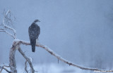 Goshawk