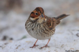 Little bunting