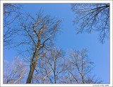 Winter Treetops