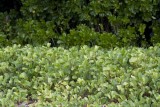 003-african grass.jpg