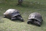 010-peaceful turtles.jpg