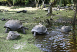 018-turtles going back home.jpg