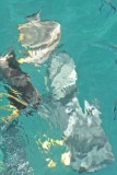 044-fishes in the water.jpg