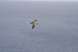 077-another bird.jpg