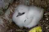 083-le petit.jpg