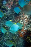 089-lots of fishes!!!.jpg