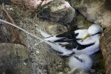 094-other island, other birds....jpg