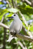 097-whiter bird.jpg