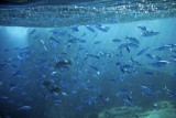 111-some fishes.jpg