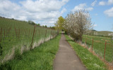 Vineyard Path