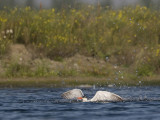 reuzenstern ijsselmonding 9 9 2008 4.jpg