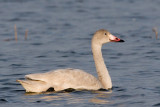 kleien zwaan juv14-12-2007 4.jpg