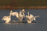 kleien zwaan juv14-12-2007 5.jpg
