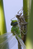 grote keizerlibel 26-05-2008 roggrbot staete 3.jpg
