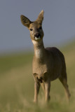 ree ketelmeerdijk 11-10-2008 2.jpg