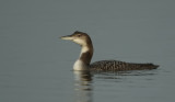 ijsduiker 03-1-2009 achterhaven.jpg
