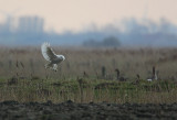 sneeuwuil uitkerkse polder 7-03-2009 5.jpg