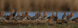 grutto stoter 20-03-2009 2.jpg
