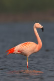 chileense flamingo zv11 15-04-2009 2.jpg