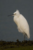 kleine zilverreiger zeebrugge 22-9-2006 5.jpg