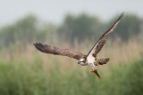 visarend ketel 29-07-2009 3.jpg