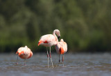 chileense flamingo ketel 17-06-2010.jpg