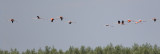 flamingo ketel 26-06-2010 2.jpg