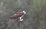 visarend ketel 3-09-2010 3.jpg