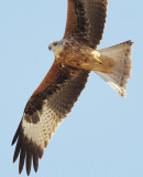 rode wouw donana 10-09-2010.jpg