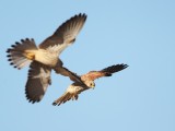 torenvalk 10-09-2010.jpg