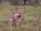 damhert wld 14-10-2010.jpg