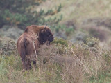 wisent noord holland 14-10-2010.jpg