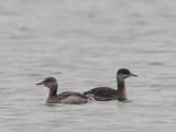roodhalsfuut millingerplas 8-11-2010.jpg