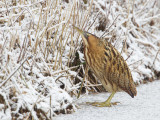 roerdomp 17-12-2010 stobbenweg 4.jpg